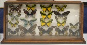 BUTTERFLY SPECIMEN DISPLAY, 18