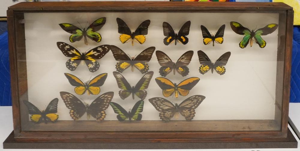 BUTTERFLY SPECIMEN DISPLAY, 18 X 35