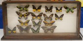 BUTTERFLY SPECIMEN DISPLAY, 18