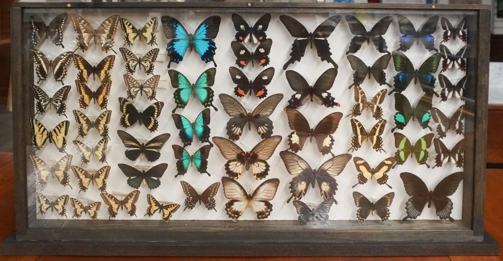 BUTTERFLY SPECIMEN DISPLAY,
