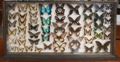 BUTTERFLY SPECIMEN DISPLAY, FR