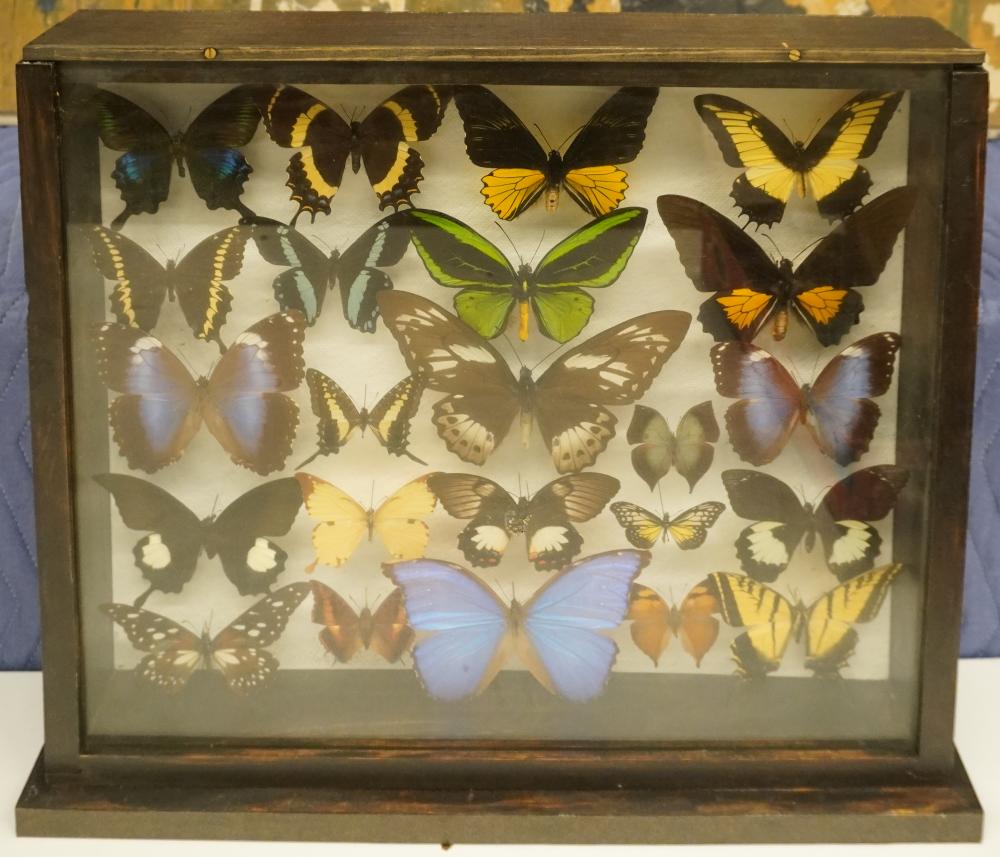 BUTTERFLY SPECIMEN DISPLAY,