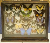 BUTTERFLY SPECIMEN DISPLAY, FR