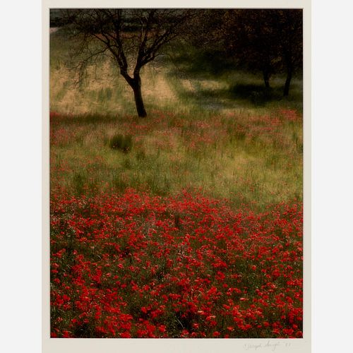 C. JOSEPH GOUGH / POPPIES
