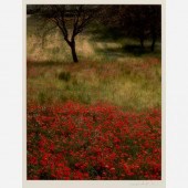 C. JOSEPH GOUGH / POPPIES (198
