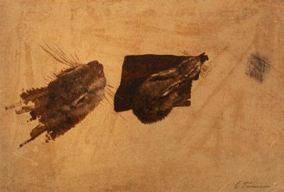 C Tunica/Study of a Rabbit/oil