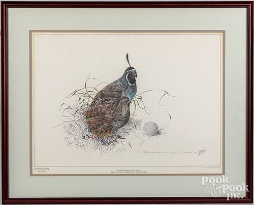 CALIFORNIA QUAIL IN THE ROUGH,