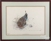 CALIFORNIA QUAIL IN THE ROUGH,