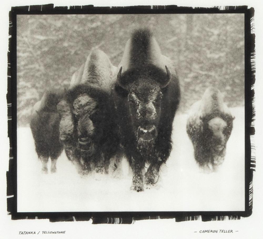 CAMERON TELLER, TATANKA /