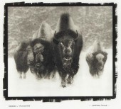 CAMERON TELLER, TATANKA / YELL