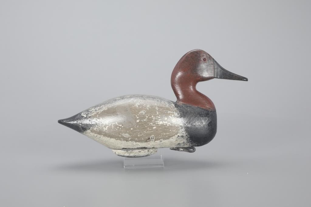 CANVASBACK DRAKEJoseph Carolus