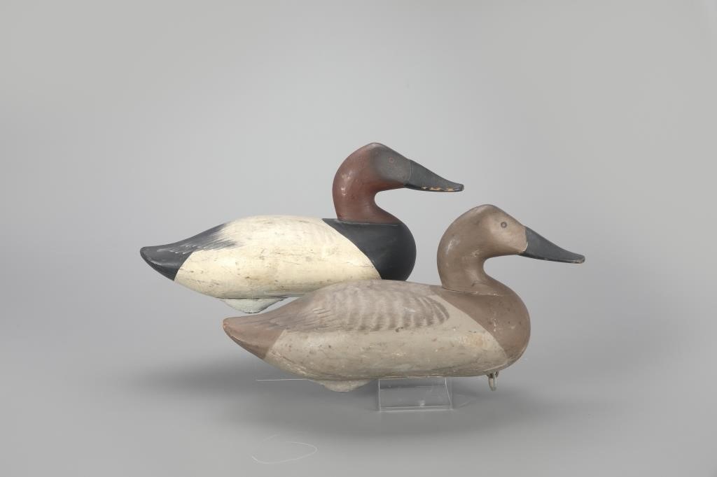 CANVASBACK PAIRR. Madison