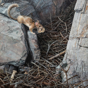Carel Brest van Kempen Wood Rat,