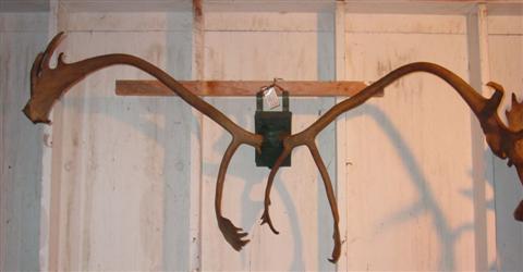 CARIBOU ANTLERS w:66 in. Other