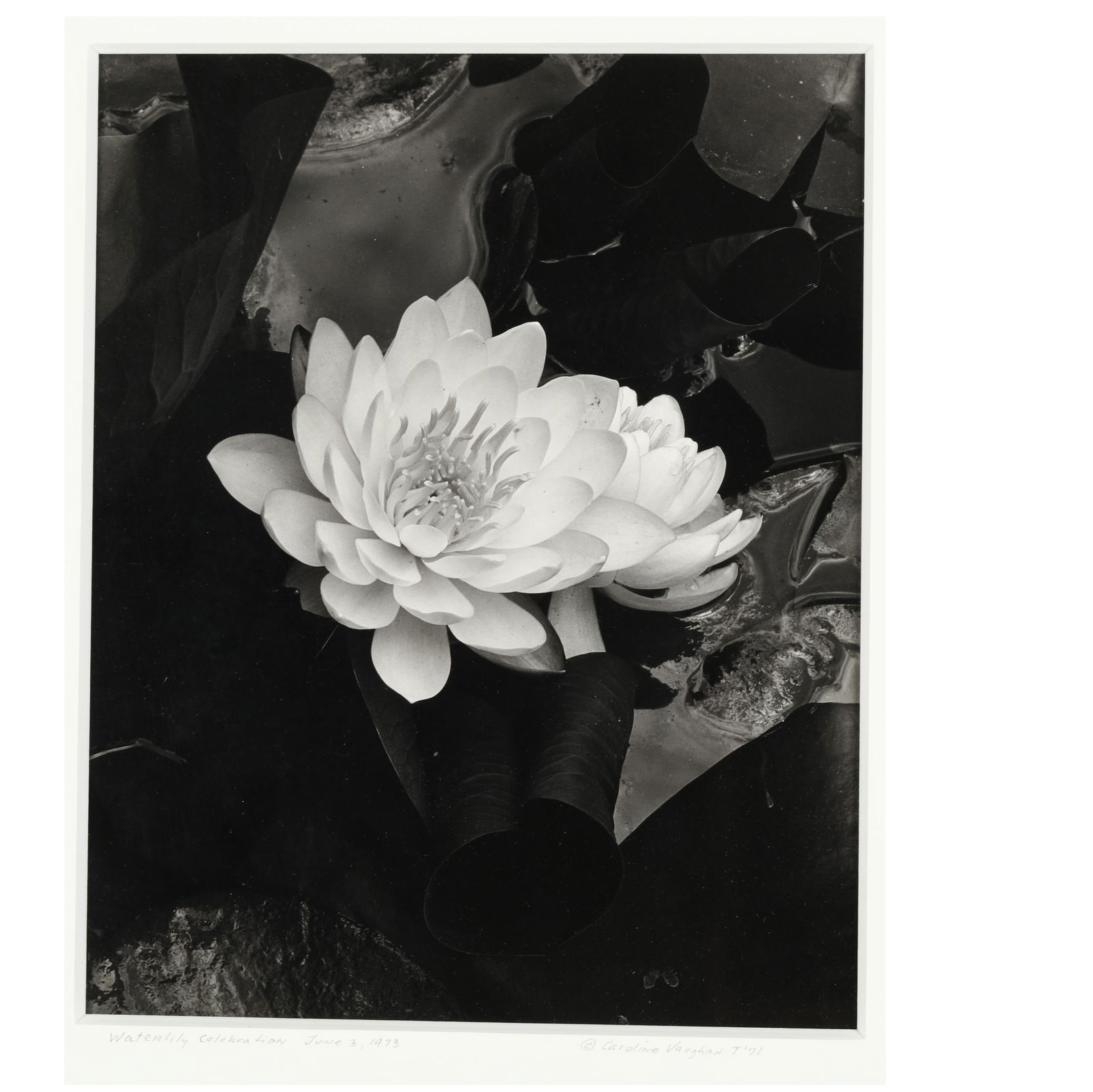 CAROLINE VAUGHAN (NC),  WATERLILY