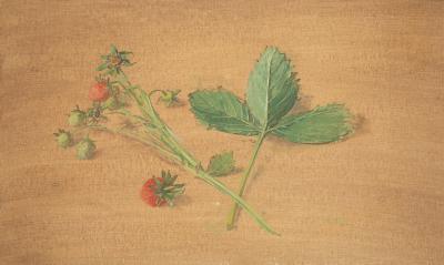 Carolyn Sergeant (British
