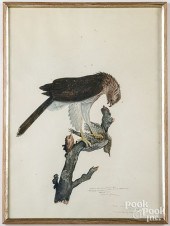 CARROLL TYSON ORNITHOLOGICAL L