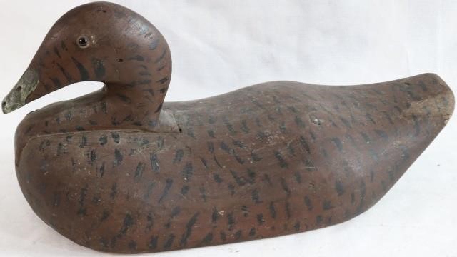 CARVED EIDER HEN DECOY. UNUSUAL