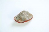 CARVED WATER LILY.  Asian  pos