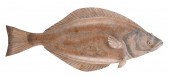 CARVED WOODEN HALIBUT SILHOUET
