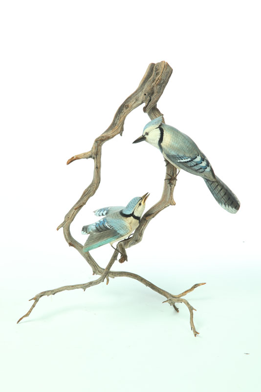 CARVING OF BLUE JAYS.  American 