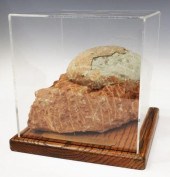 CASED FOSSILIZED SEGNOSAUR DIN