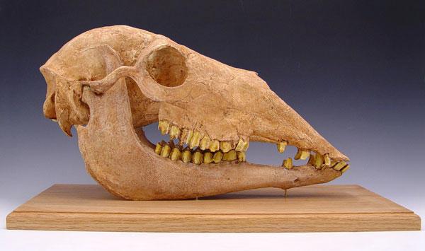 CAST FOSSIL CAMEL HYANICANIUS