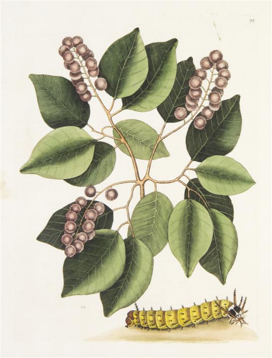 CATESBY MARC A group of two