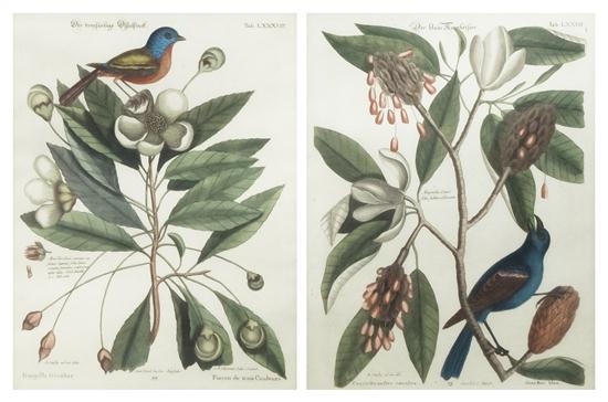 CATESBY MARK A group of two