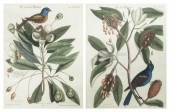 CATESBY MARK A group of two ha