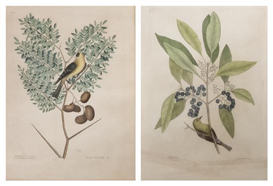 CATESBY MARK A group of two