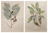 CATESBY MARK A group of two ha