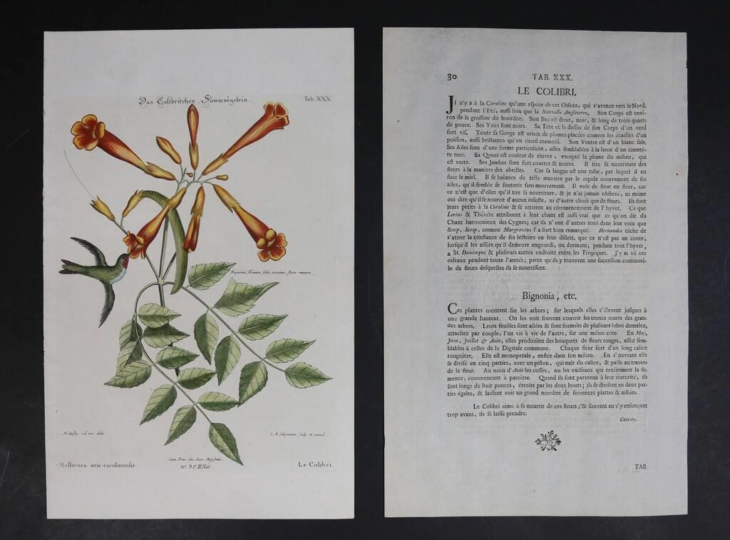 CATESBY & SELIGMANN ENGRAVING