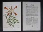 CATESBY & SELIGMANN ENGRAVING
