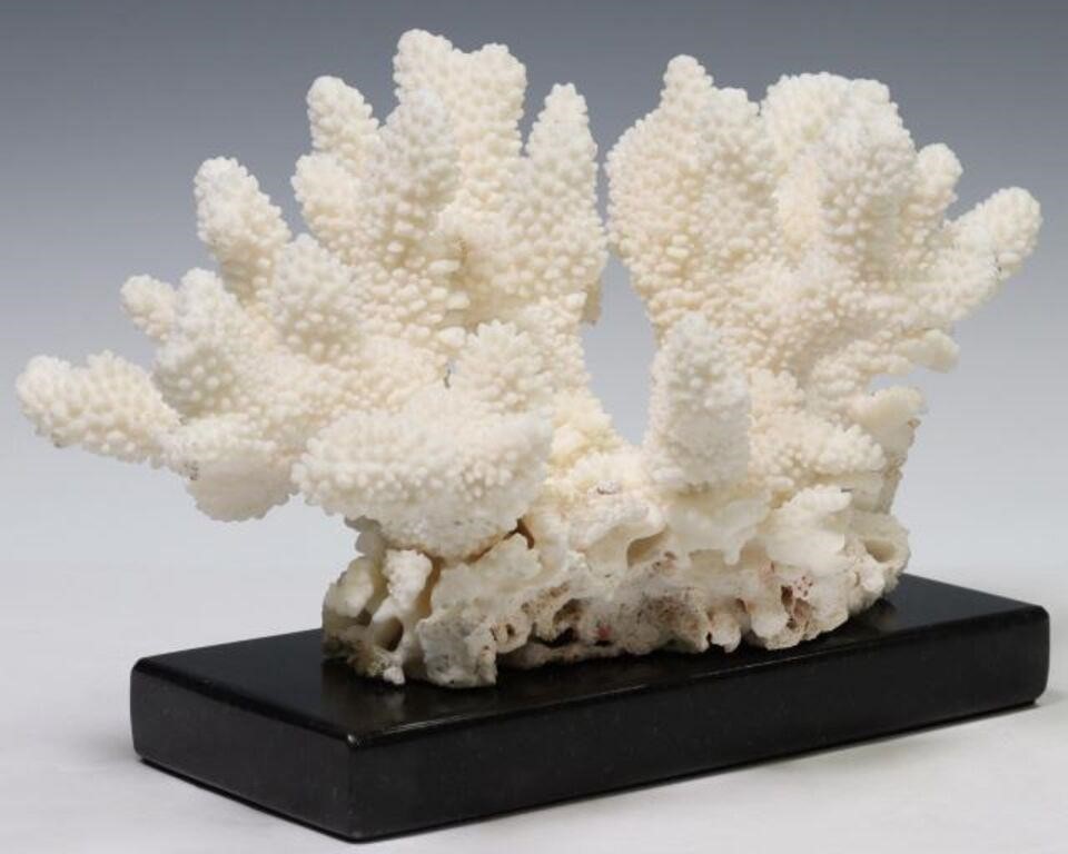 CAT'S PAW CORAL CLUSTER SPECIMEN ON