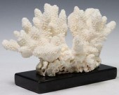 CAT'S PAW CORAL CLUSTER SPECIM