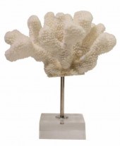 CAT'S PAW CORAL SPECIMEN ON CL