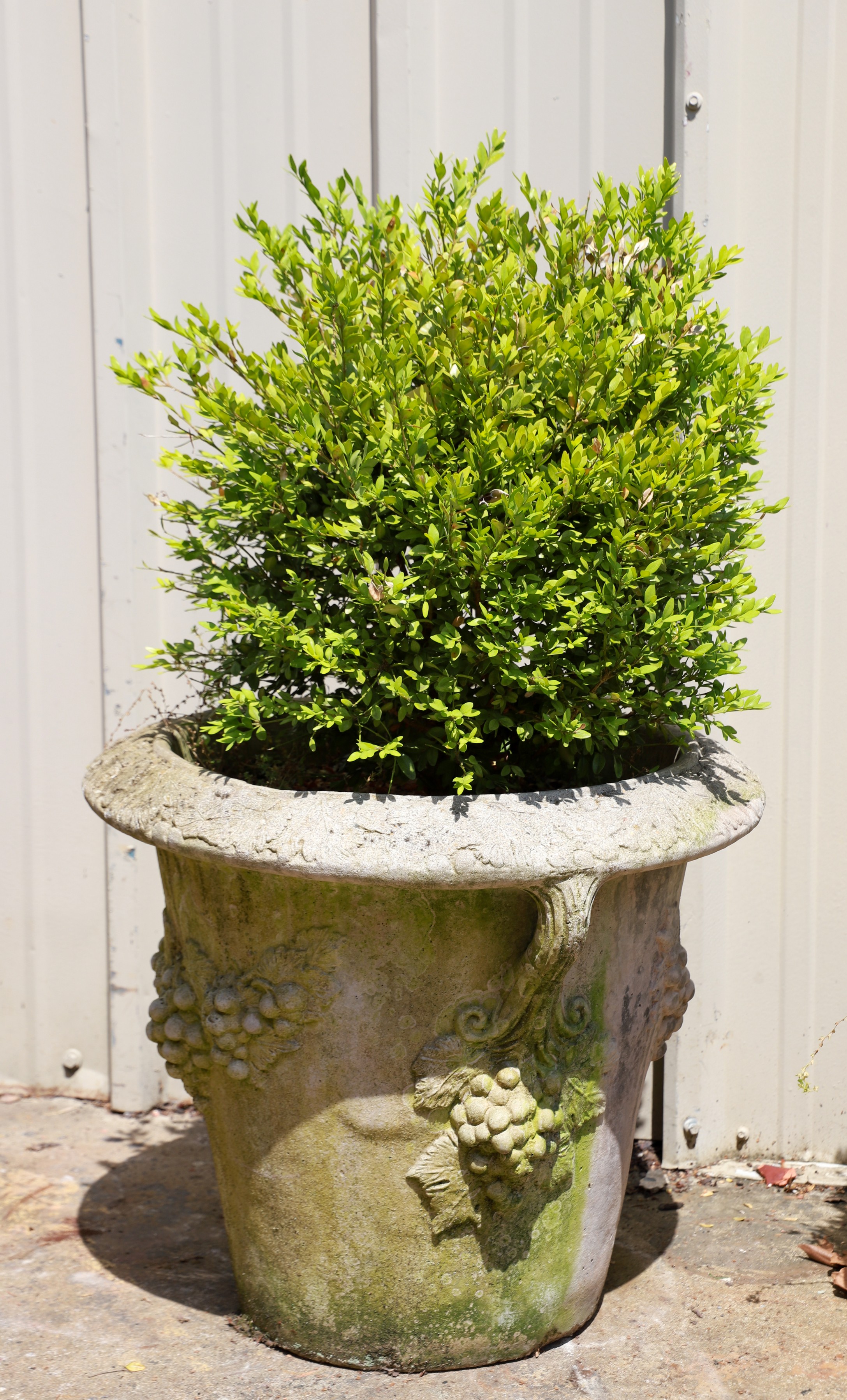 Cement planter with grape