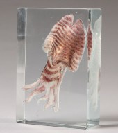 Cenedese Cuttlefish glass aqua