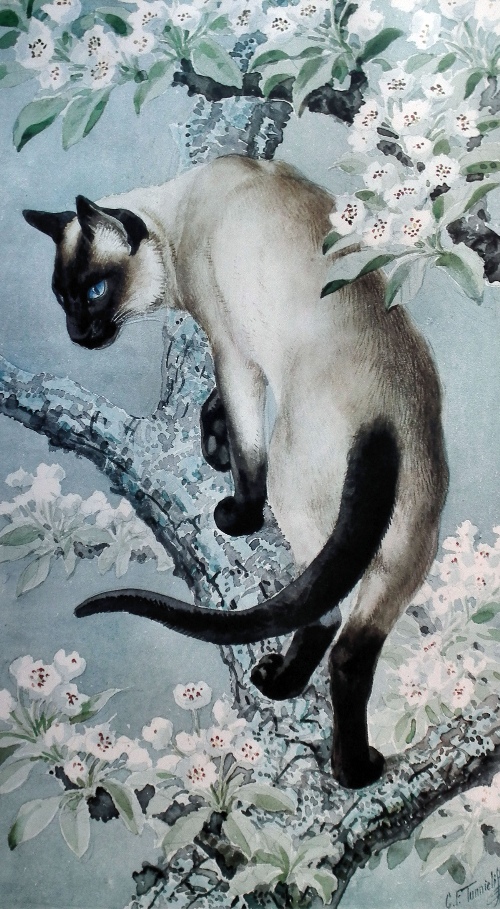 C.F. Tunnicliffe (1901-1979)-