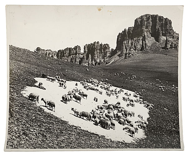 Charles Belden Photograph of a Herd