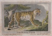 CHARLES CATTON 'THE ROYAL TIGE