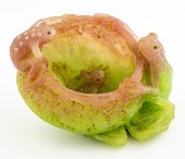 CHARLES MINER ART GLASS FROG B