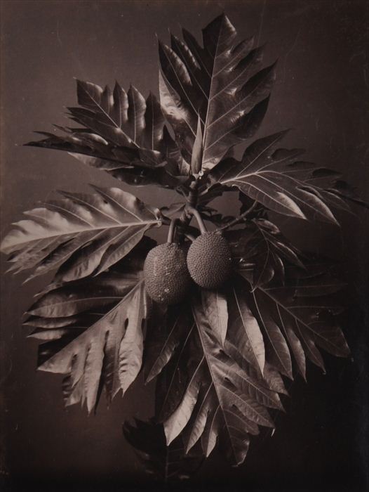 CHARLES T. SCOWEN (fl.1873-1885):