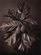 CHARLES T. SCOWEN (fl.1873-188