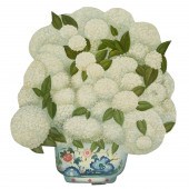 CHELSEA HOUSE HYDRANGEA FIREBO