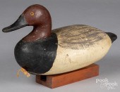 CHESAPEAKE BAY CANVASBACK DUCK