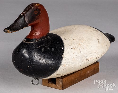 CHESAPEAKE BAY CANVASBACK DUCK