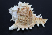 CHICOREUS RAMOSUS SEASHELL, 4"