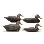 CHINCOTEAGUE BLACK DUCKS, GROU